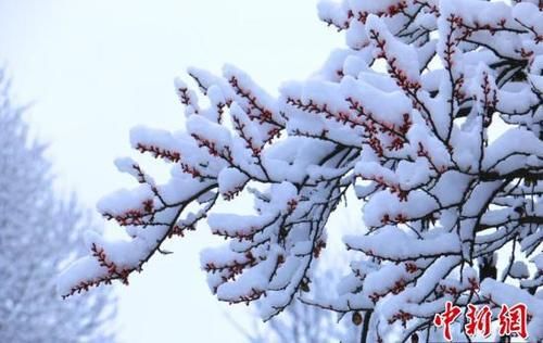 高原春雪分外妖娆 似丹青水墨画