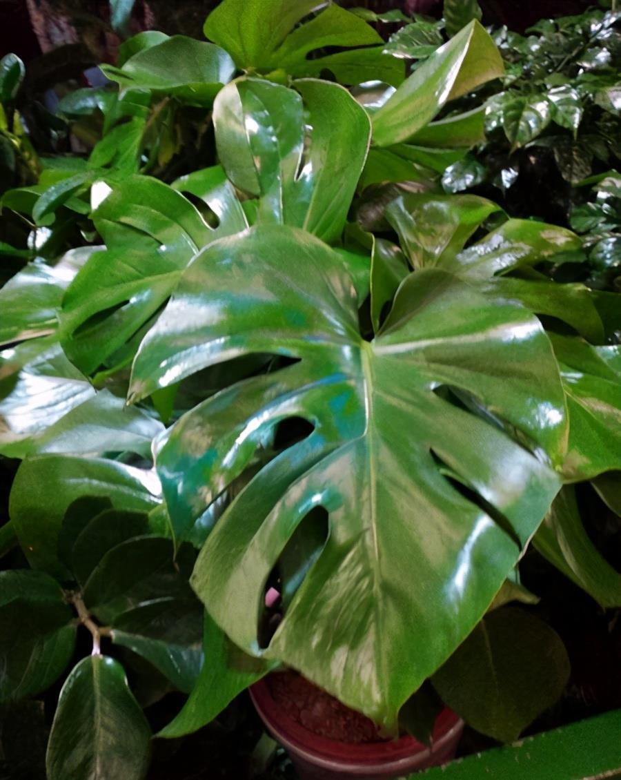 6种净化能力强的植物,第1名一叶兰,第2名芦荟,你养过哪些?