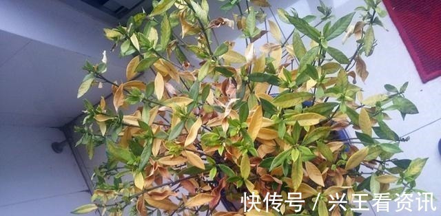 花卉|5种花“不吉利”，再喜欢也别放“室内”，你家若有，抓紧搬出去