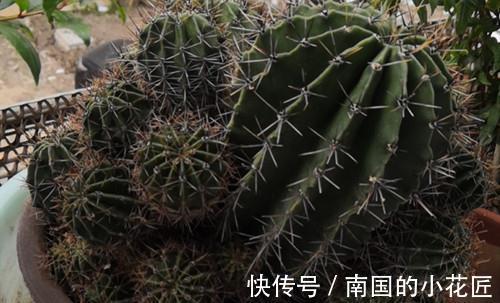 仙人球怎么只长小球不长花苞,要怎么养才会开花了