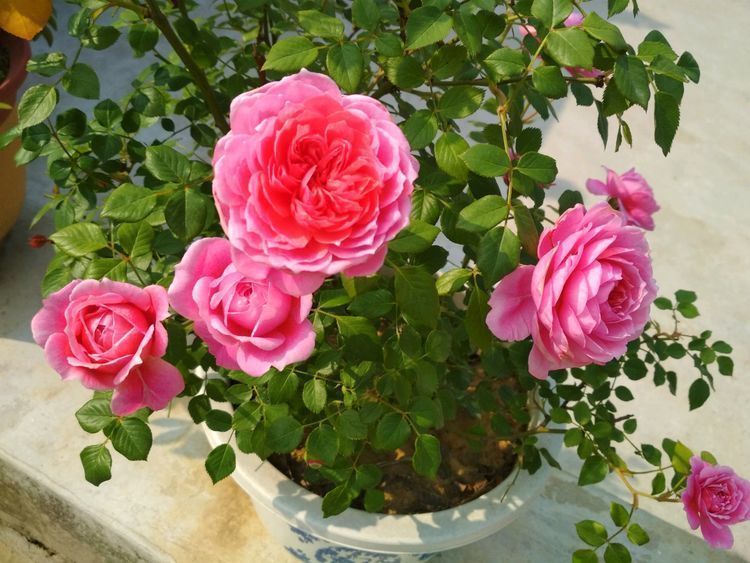 妖精铃|聪明人都养几种花,净化空气,文雅秀丽,颇具雅趣