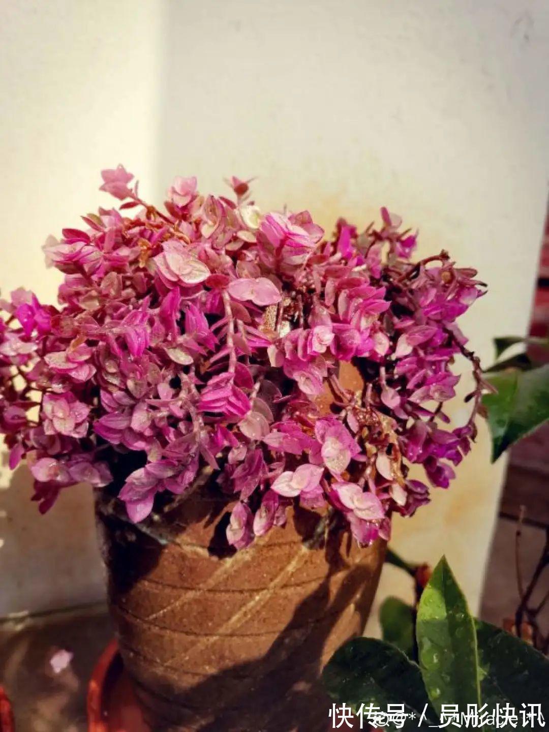 蓝蝴蝶|5种花真稀罕,叶子越晒越红彤彤,一盆能开20朵!