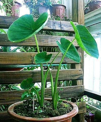 丢水里就能长得很好的6种蔬菜,比花美、比绿萝还好养!