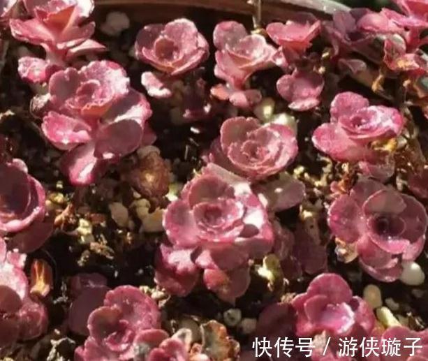 3种多肉让人爱不释手,秋冬晒一晒太阳,出状态美丽动人