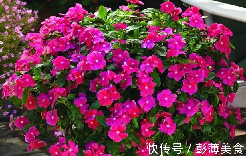 它,一年开花300天,比绿萝好养,比太阳花好看,新手也能养爆盆