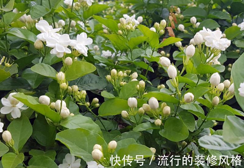 缺铁性黄叶|5种花又香又美，家里摆十盆都不嫌多，对身心健康有帮助