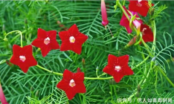 4种花比牡丹还漂亮，比绿萝还好养，年年花开不断，特适合养家里