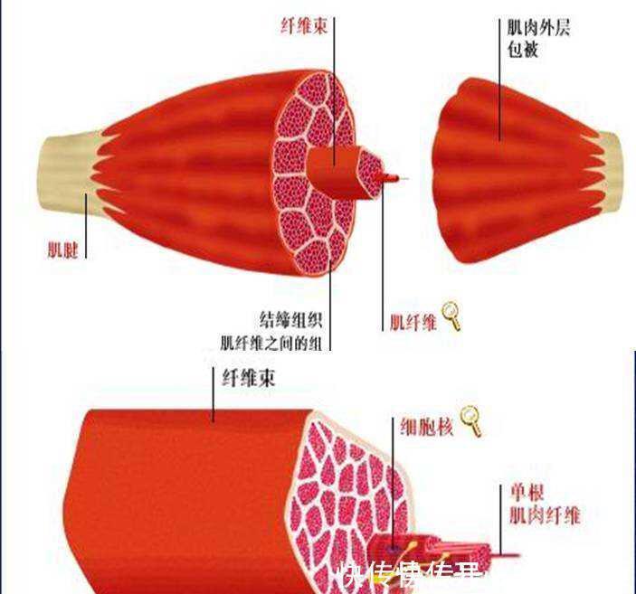 娇妻|中国版“龟仙人”64岁肌肉饱满，撩走小13岁娇妻，力量训练真香