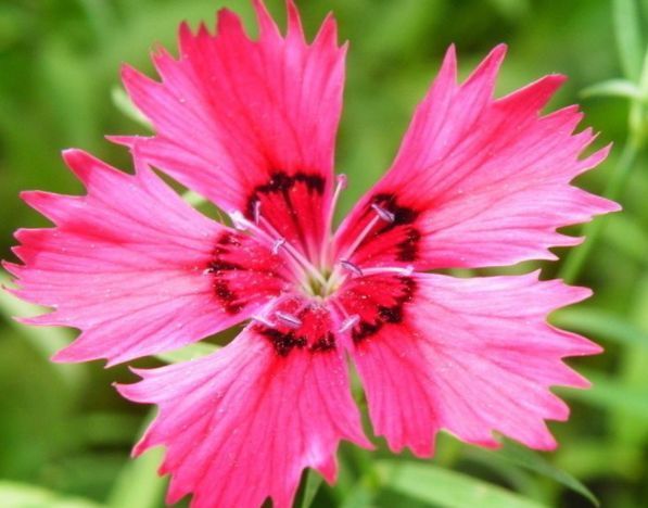 几种花一年开花不断，开起花来拦不住，美不胜收，你养了吗