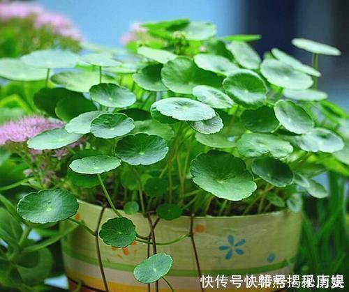 最厉害的养花营养液给花喝勺糖水，叶子绿的流油，比花肥厉害