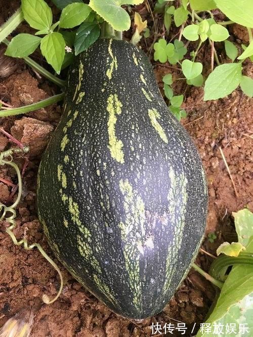 香芋|每株可结3-5个!风味独特的香芋南瓜品种,高产又好吃