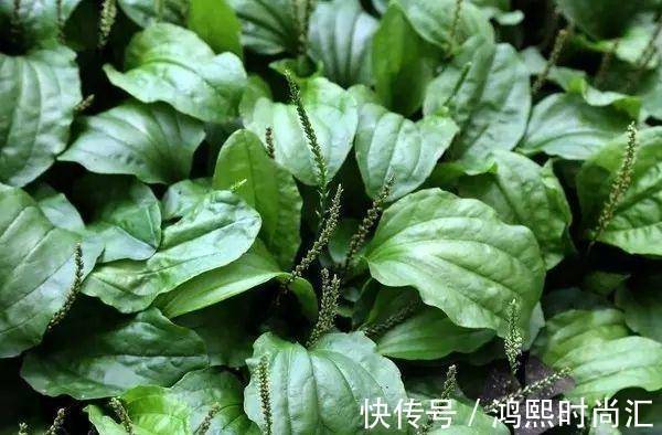 嫩叶|农村一种“救命草”，食用价值很高，不仅能吃还能泡茶