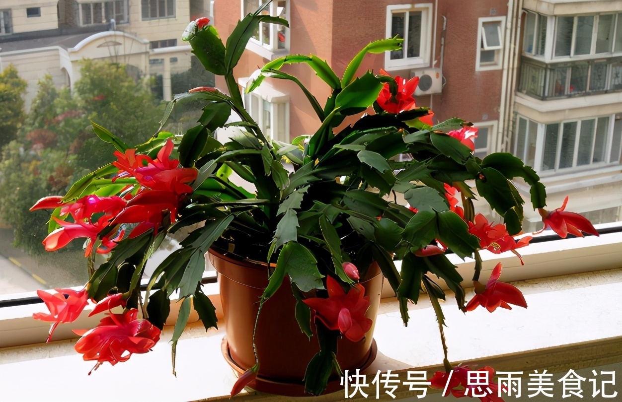 次数|阿司匹林养花诀窍:磨碎、兑水,控制住浓度和使用次数