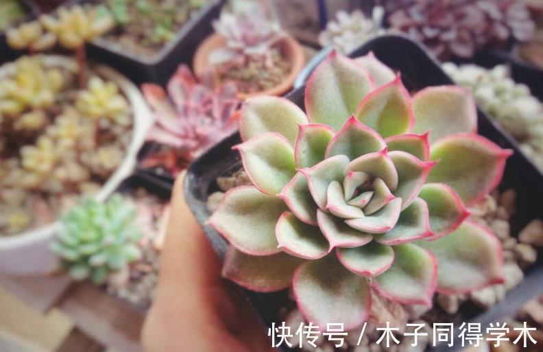 红砖|搬两块砖回家养花吧！过程有趣，效果喜人