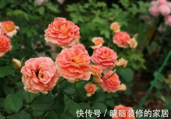 一根枝条上可以开出20几朵花,这款月季无论是盆栽地栽都能开爆
