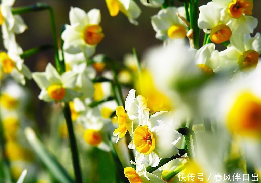 此花所代表的是思念,也是深深的爱恋,是很传统的花卉