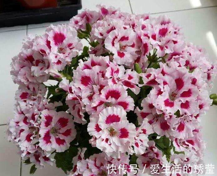 花友|适合家里养的4种花,全年开花不长虫