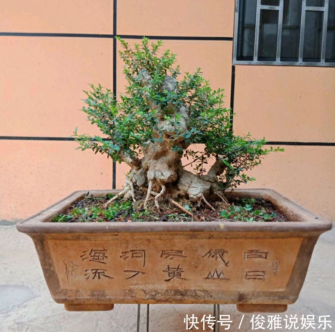 弹子|盆景修剪冷知识为什么要把枝条修剪成45度斜角长知识了