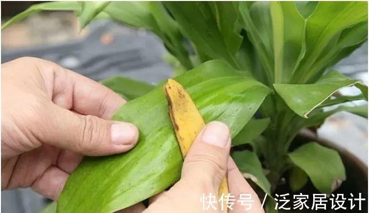 叶子|香蕉皮,天然钾肥,用对方法养花,有营养、能驱虫、清洁叶子