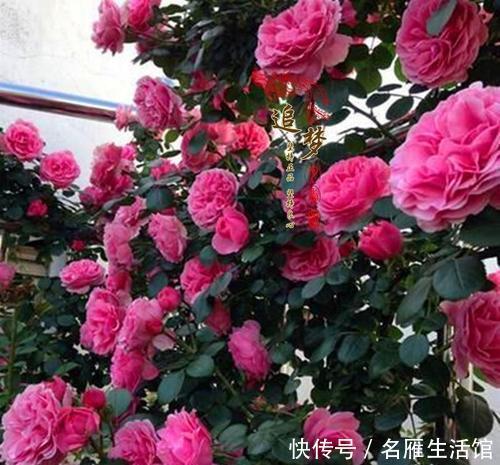 修剪|养4种花可不能懒,勤修剪分枝多,开花一茬接一茬!