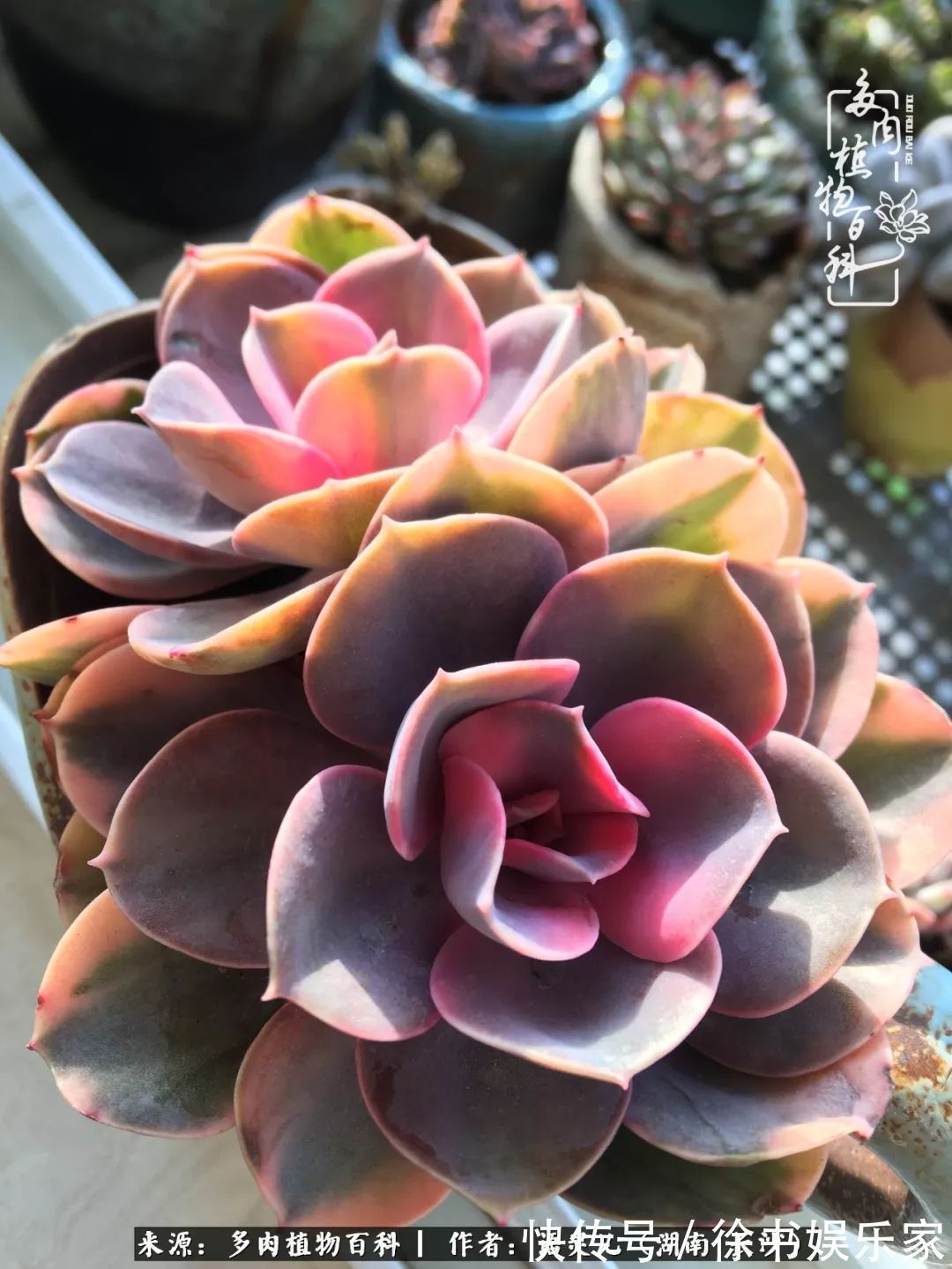 邂逅多肉，爱折腾的阳台党，总能收获简单纯粹的快乐！