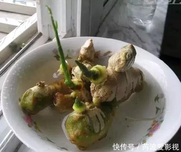 厨房里这9种菜根不要扔,泡水就能活,比绿萝好看多了!