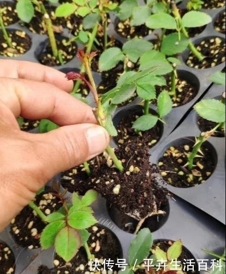 小白|扦插月季老是死教你3个小方法，枝条炸出大白根，插一根活一根