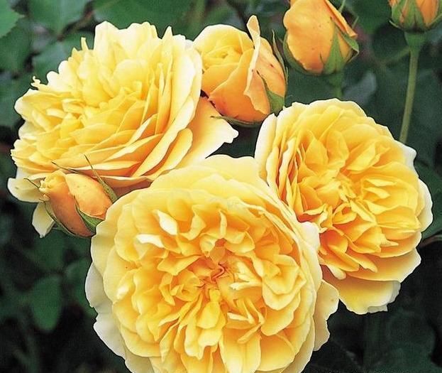 此花颜色异常艳丽,花期长,花味清雅,容易养成花海