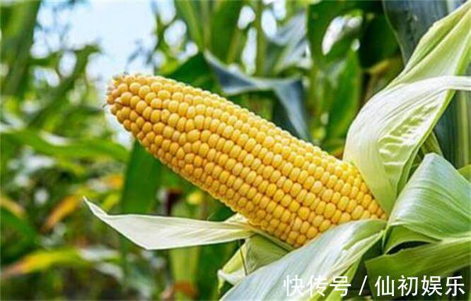 延缓衰老|很有营养的3种食物,恢复青春、延缓衰老,爱美女性早吃早受益