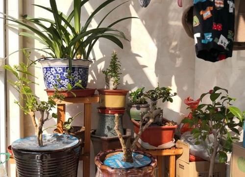 爱花养花，天冷打理就不能忽视这些因素，不然一盆不剩