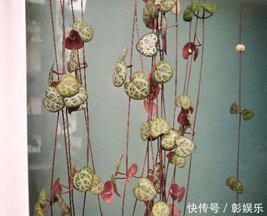 6种花适合吊起来养,挂在窗前,比窗帘还好看