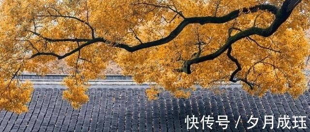 梅雨&诗路花雨|孤山梅雨(11-15)