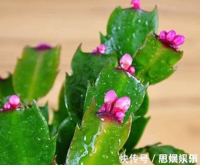 透水|蟹爪兰浇水的“小技巧”,一学就会,叶片杠杠厚,花苞压弯枝