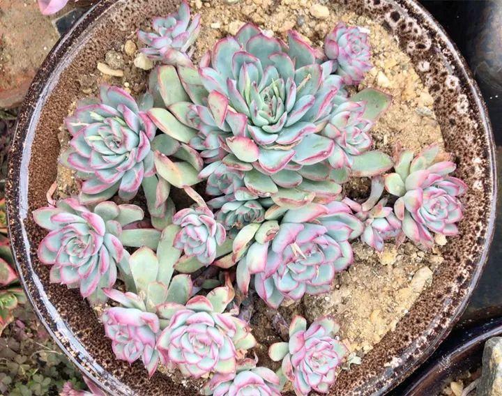 姐姐养了9年的多肉，没有买肥就用它，个个长成精！