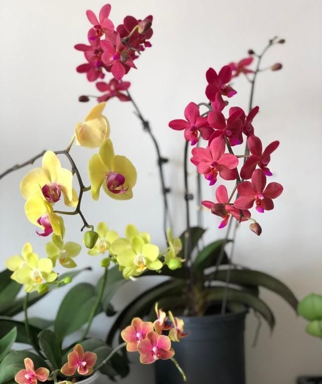 耐阴的吉祥兰,花开奇特,还有顶级的香味