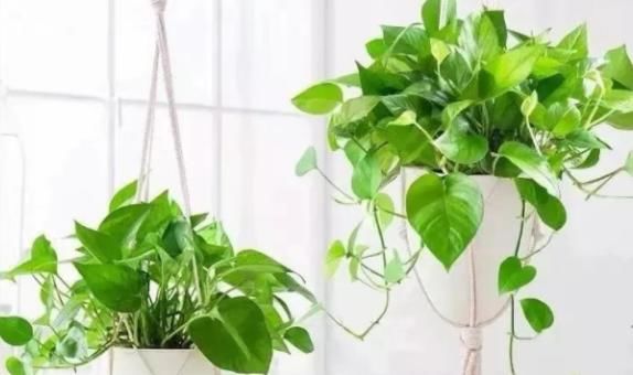 初春养花,把控住这3方面,可免植物被冻坏、被害虫蛰伤