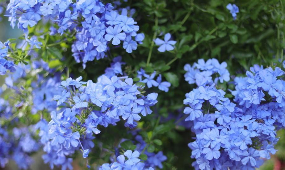 蓝雪花这样养，爆盆不断，开满整个夏天
