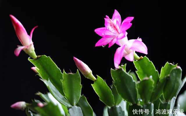 叽里咕噜|蟹爪兰不开花,一招就解决,开花叽里咕噜爆满盆