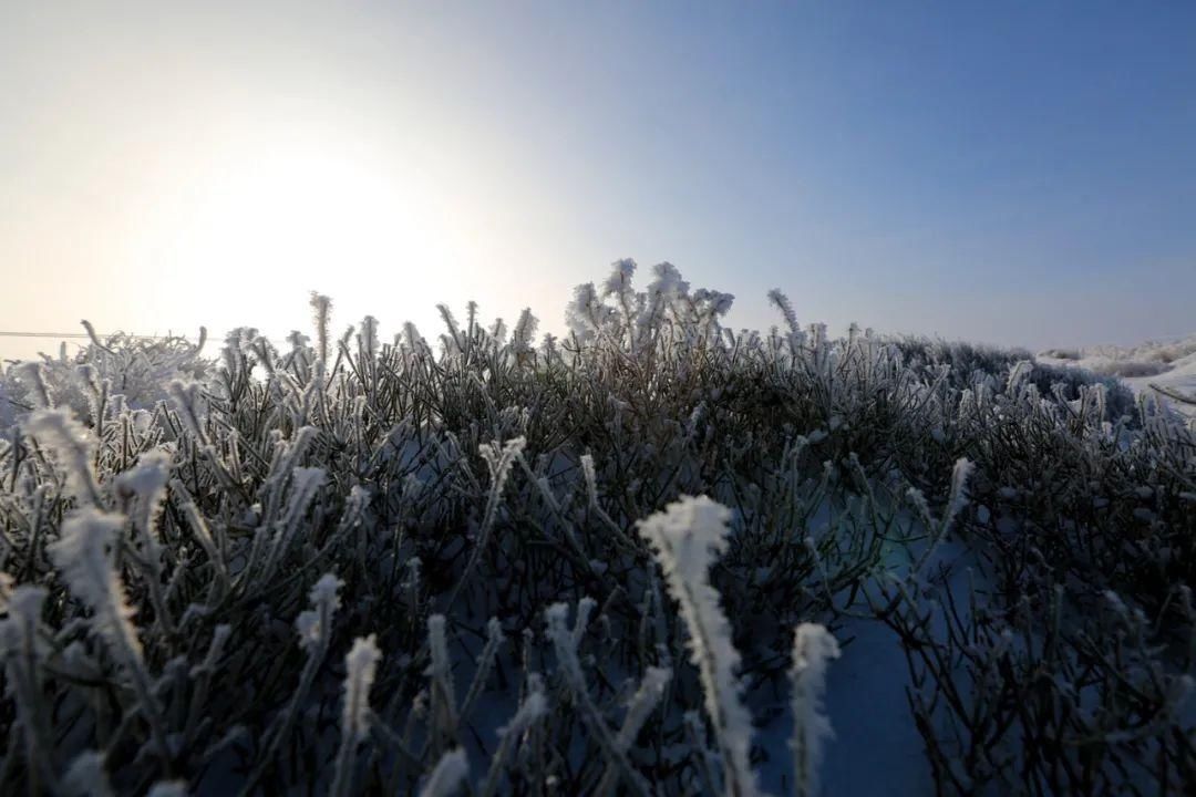 雪天|【酷游哈密】你见过冬天的伊吾胡杨林吗？雪天美成人间仙境