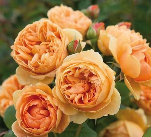  蜂蜜焦糖|比“仙人掌”还好养的3款月季，款式经典，开花量大，轻松开满院