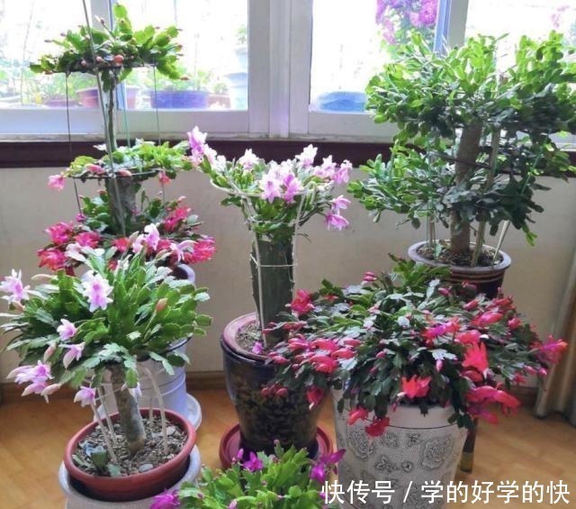 悄悄告诉你，此5种花，掐个叶就生根，懒人都能养开花！