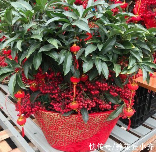 6种“富贵花”，平时没人卖，过年抢着买，摆家里，喜庆吉祥