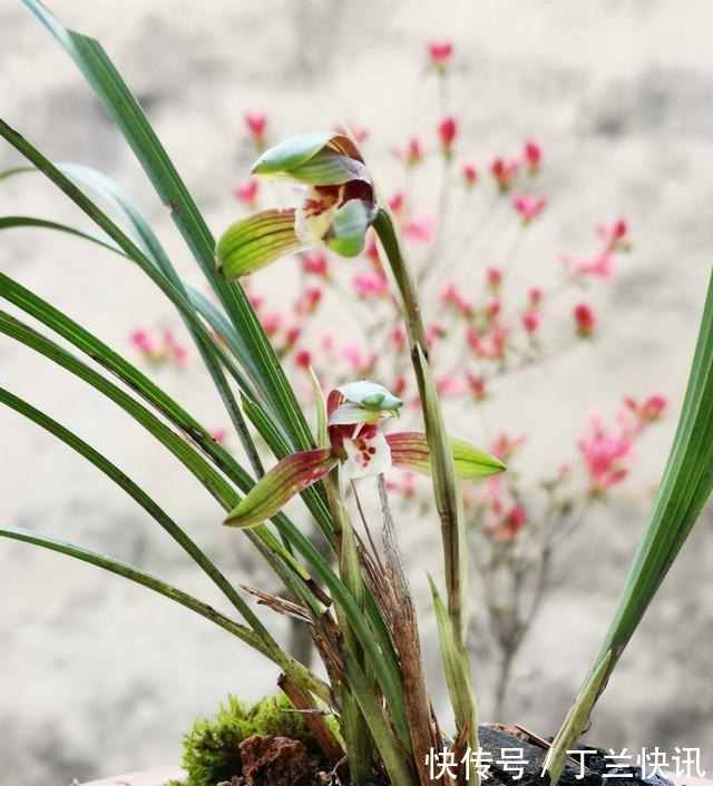 土壤|养兰花时多菌灵如何使用?很多网友不知道,用错了不仅无效还有害