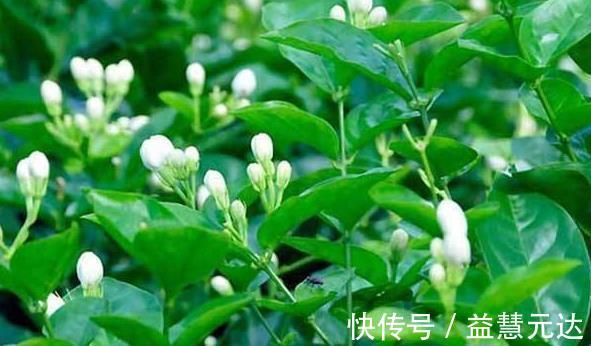 茉莉这样养,一年开5次,花苞多的压弯腰