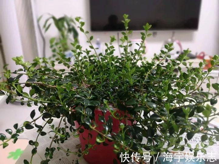 金鱼|金鱼吊兰这么养,1年四季都能开花,小金鱼噗噗冒!