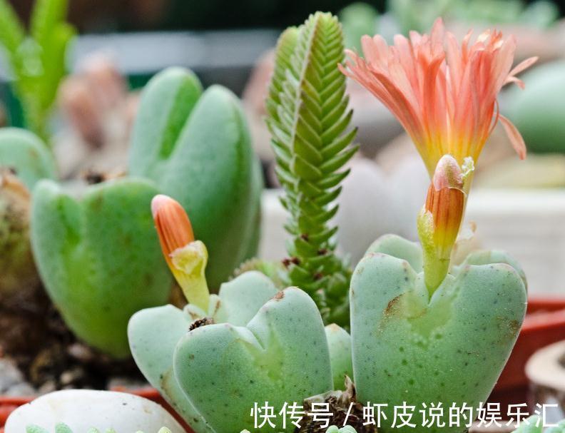 多肉植物拼盆危害很大,不了解它们就拼盆,来看看拼盆会怎么样