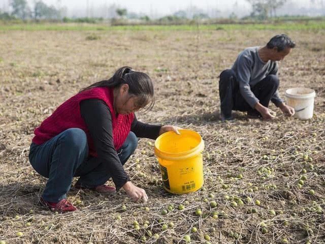 这种非洲入侵的野果,曾在农村泛滥成灾,如今变废为宝40元一斤