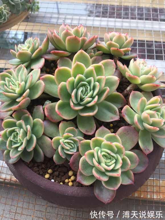 盆里加把灰,多肉一个月胖一圈,答案在这,其实很简单