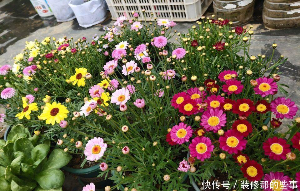 玛格丽特|8种漂亮花,夏天“少浇水”,浇一盆烂一盆,后悔也晚了