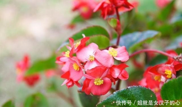 橡皮树|这4种花是天然“吸尘器”,阳台种一盆,灰尘去无踪!